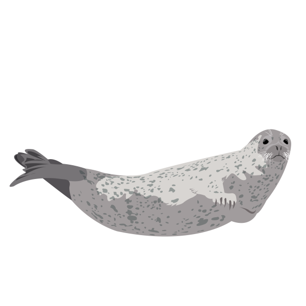 Spotted seal © Jose A. Sencianes Spotted seal