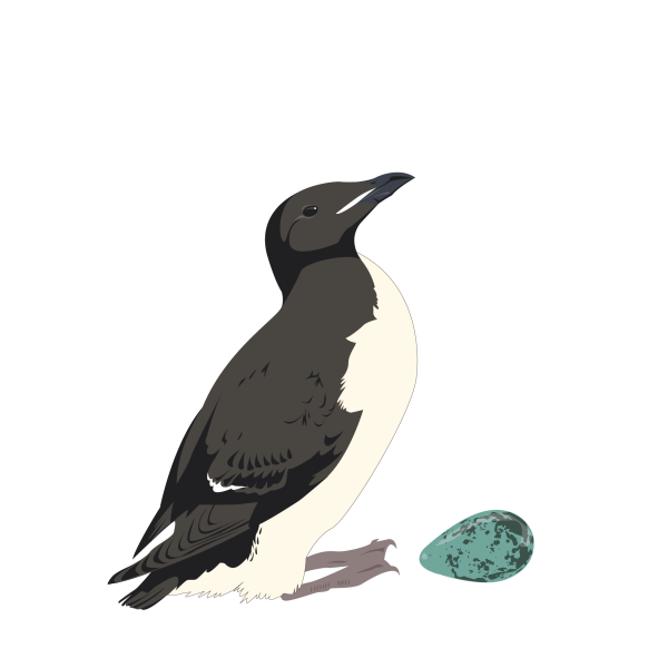 Thick-billed murre © Jose A. Sencianes Thick-billed murre