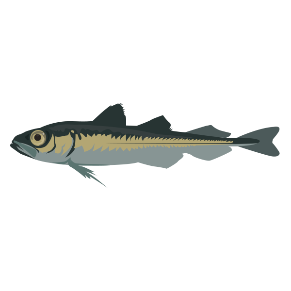 Polar cod